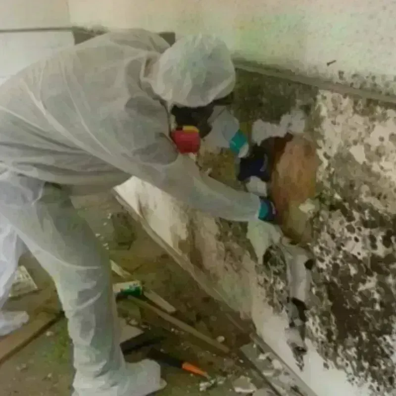 Mold Remediation and Removal in Palmyra, MO